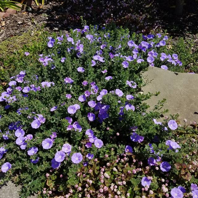 Convolvulus sabatius - couvre-sol - Flickr - Plant Right