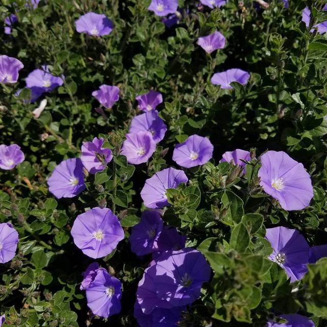 Convolvulus sabatius - fleurs - Flickr - Plant Right