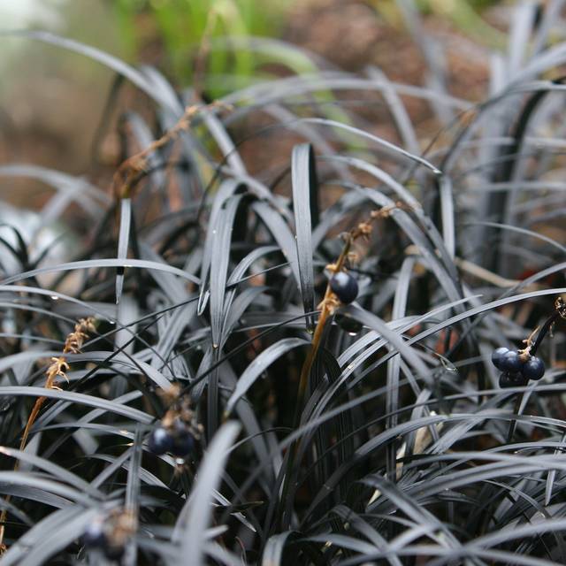 Ophiopogon Nigrescens - feuilles et fruits - Flickr - brewbooks