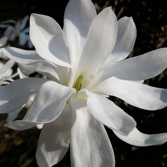 Magnolia stellata - crabchick - Flickr