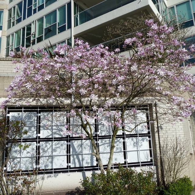 Magnolia loebneri 'Leonard Messel' - Arbre en fleurs - Wendy Cutler - Flickr