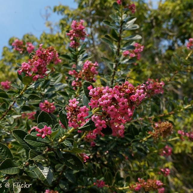 Escallonia rubra 'Macrantha - Flickr - Tatters