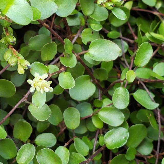 Muehlenbeckia complexa - Flickr - Wendy Cutler