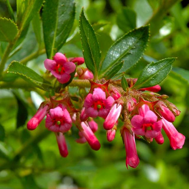 Escallonia rubra 'Macrantha' - Flickr - Bri Weldon