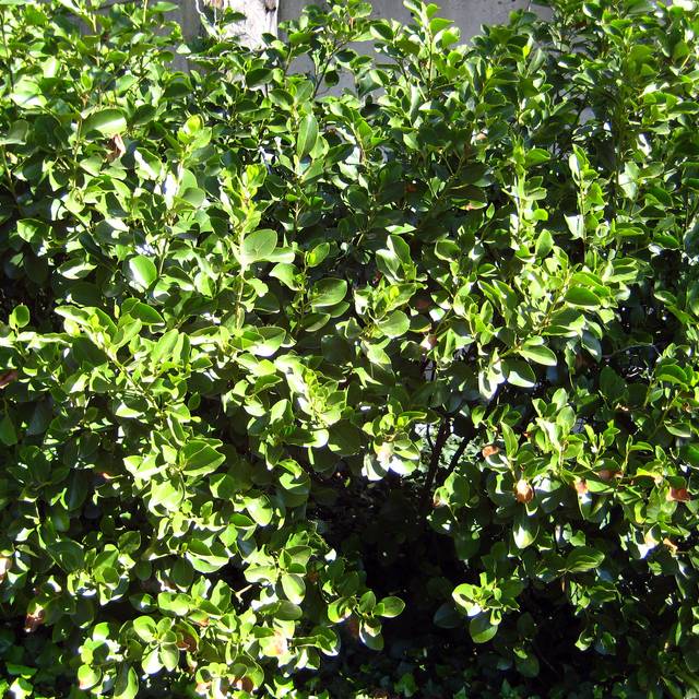 Griselinia littoralis - Bri Weldon - Flickr