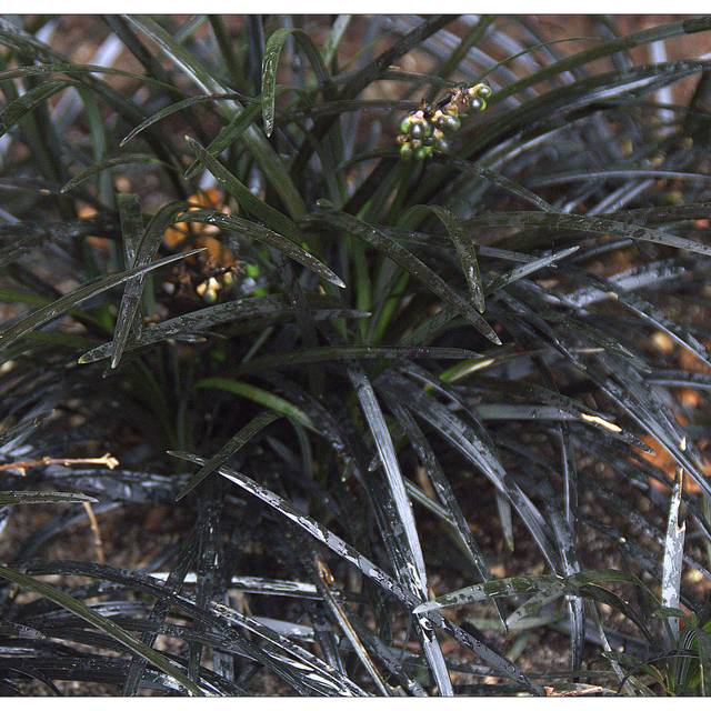 Ophiopogon Nigrescens - feuillage - Flickr - manuel m. v.