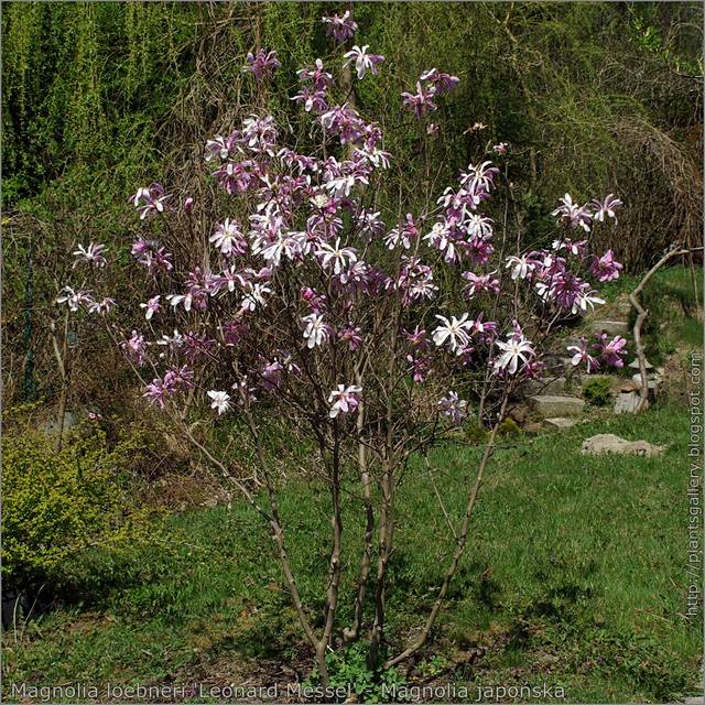 Magnolia loebneri 'Leonard Messel' - Arbre en fleurs - Babij - Flickr