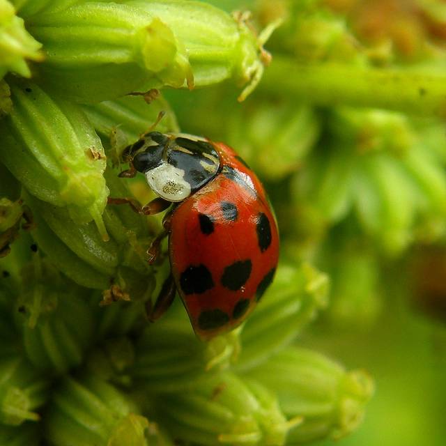 Caen des oeufs de coccinelle et de chrysope distribu s gratuitement