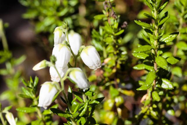Daboecia blanche (bruyère de Saint Daboec) - gros plan sur la fleur