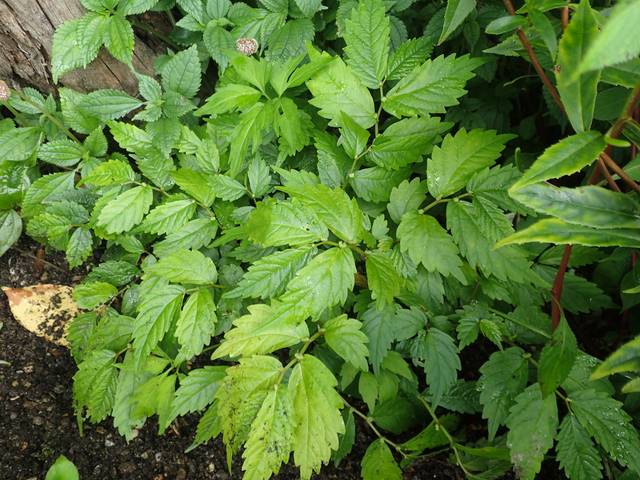 Elostema umbellatum 'Dents de Kyoto'