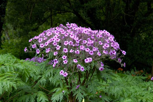 Géranium de Madère (geranium maderense)
