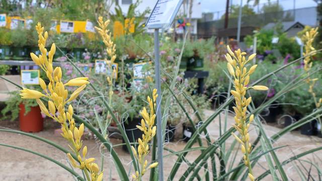 Hesperaloe parviflora 'Buttercup' Yellow