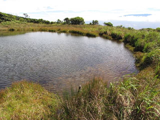 Jonc spiralé en bordure d'un étang (juncus effusus)