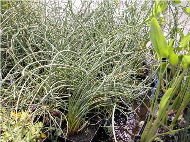 Jonc des jardiniers en godets (juncus inflexus glauca)