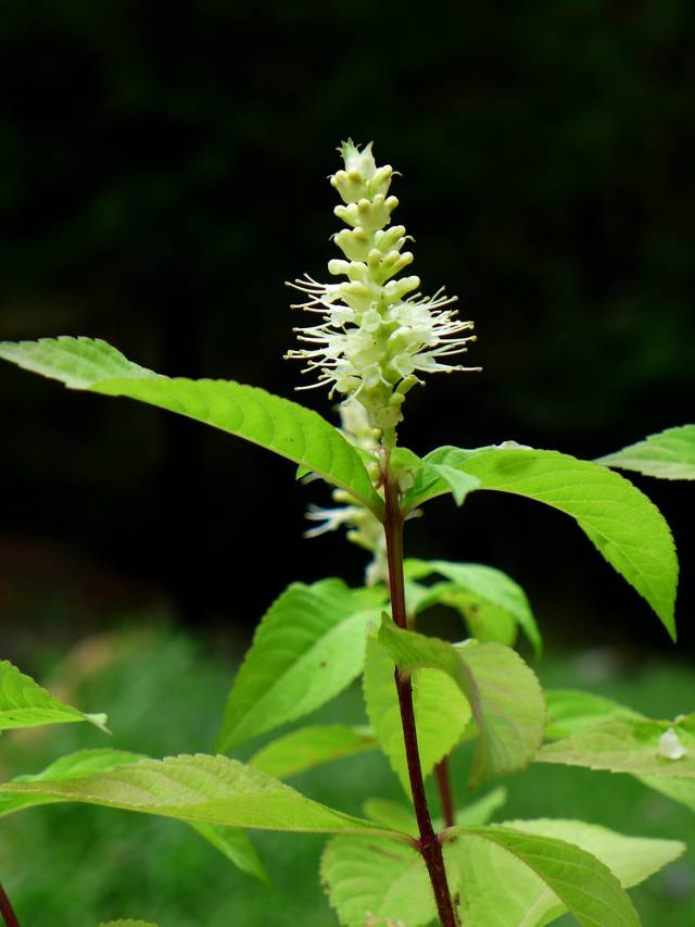 Leucosceptrum japonicum 'Golden Angel'