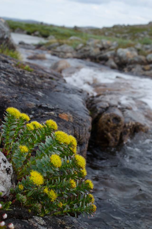 Rhodiola rosea