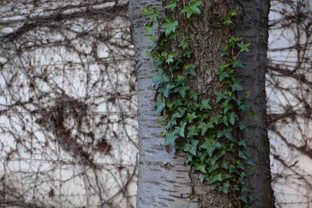 Lierre sur un tronc d'arbre en hiver