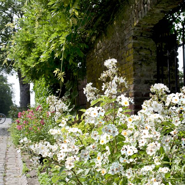 Rosier Rosanatura 'Alba' -  ©VERDIA S. Jarry