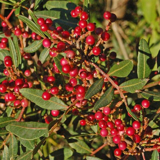 Pistacia lentiscus - Ettore Balocchi - Flickr