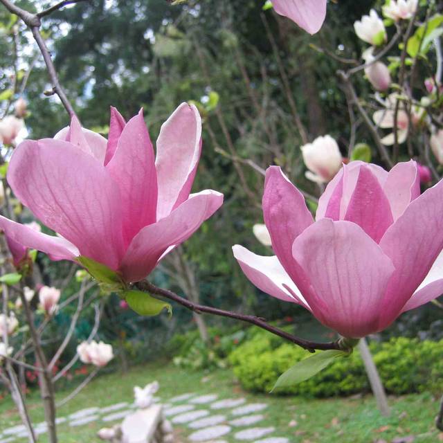 Magnolia liliflora - Fleurs - Flickr