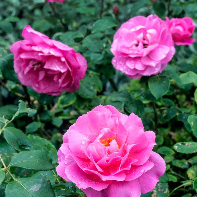 Rosier Crazy Pink Voluptia ©VERDIA S.JARRY