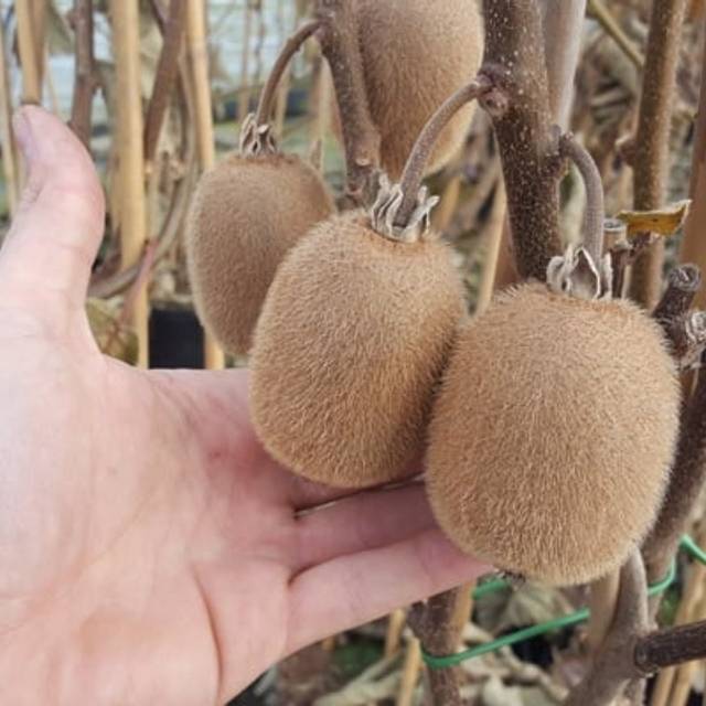 Kiwi Solissimo - copyright Plantipp