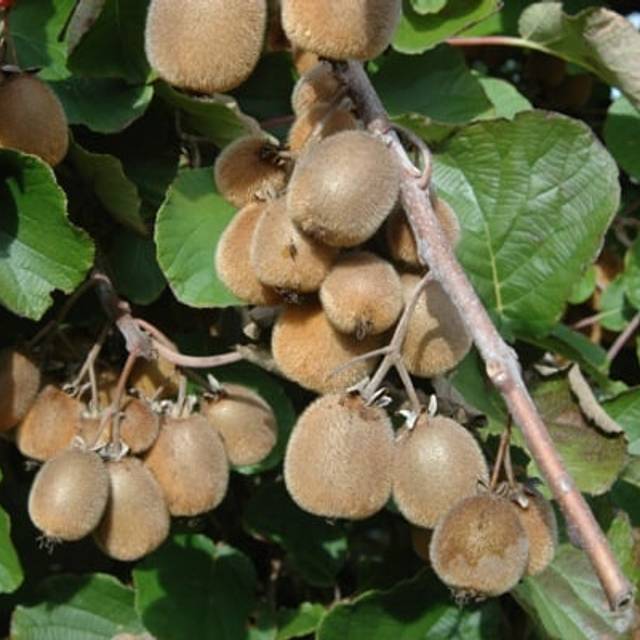 Kiwi Solissimo - copyright Plantipp