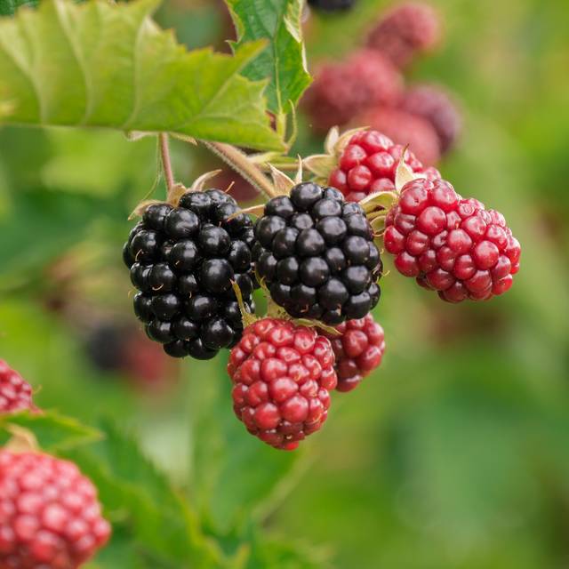 Mûrier sans épines - Christel de Pixabay 