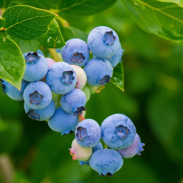 Myrtille - Christel de Pixabay 