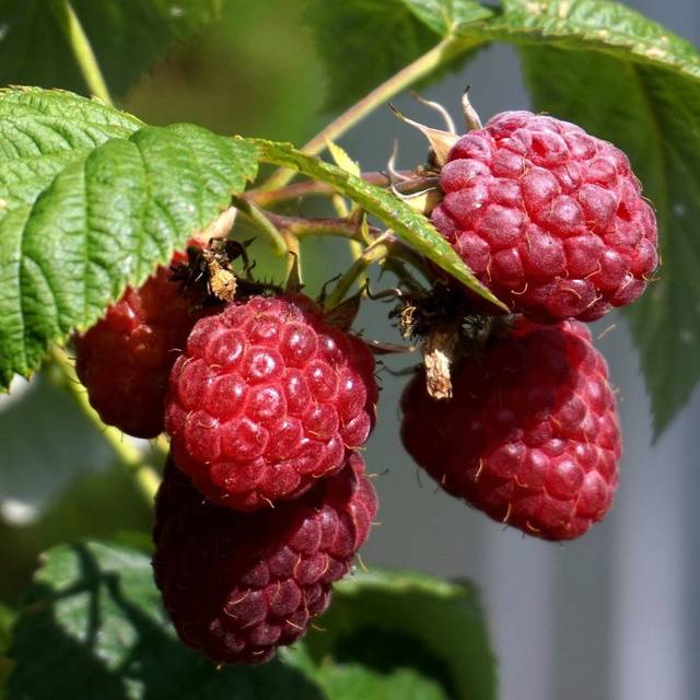 Framboisier - Matthias Böckel de Pixabay 