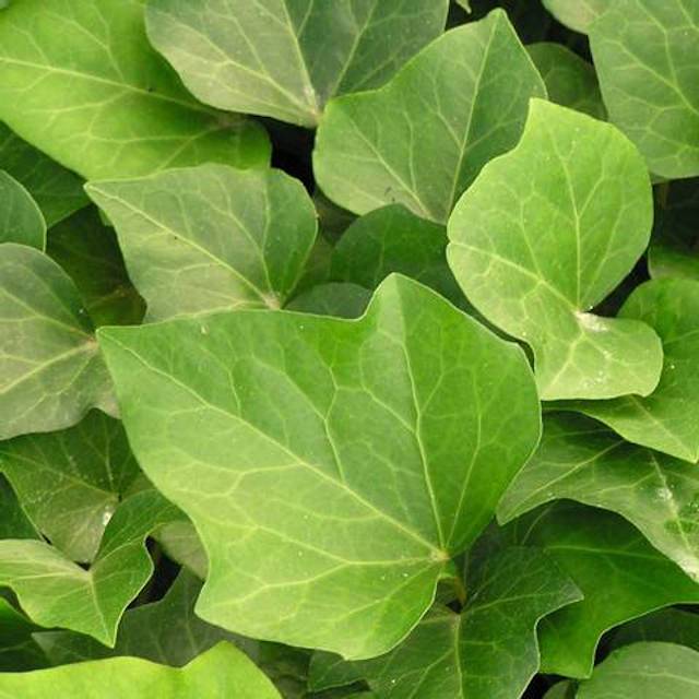 Lierre Hedera algeriensis 'Bellecour' (feuillage)