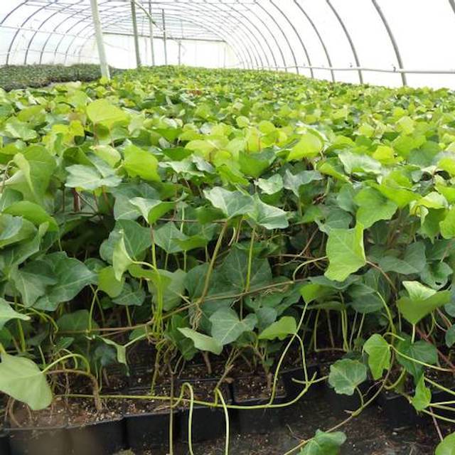Lierre algeriensis 'Bellecour'® - culture des godets sous serre