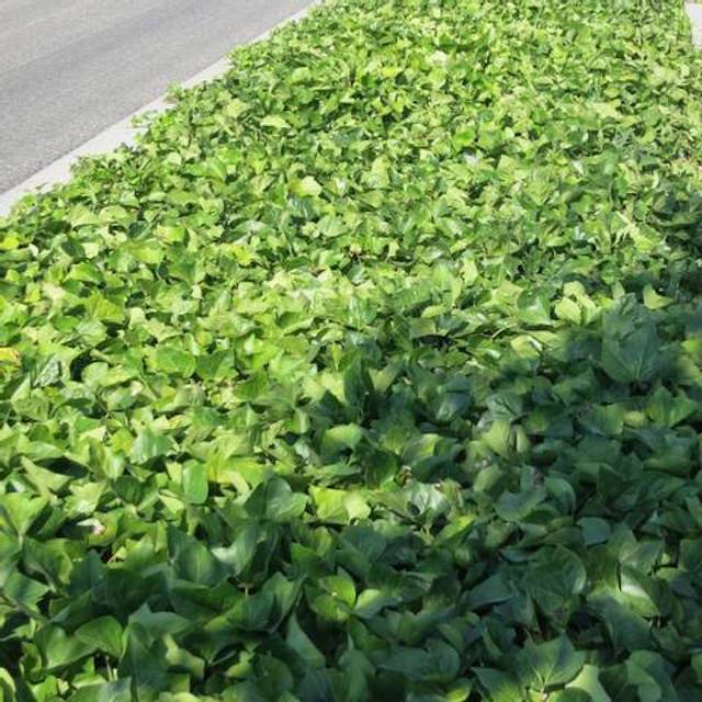 Lierre algeriensis 'Bellecour'® - couvre-sol