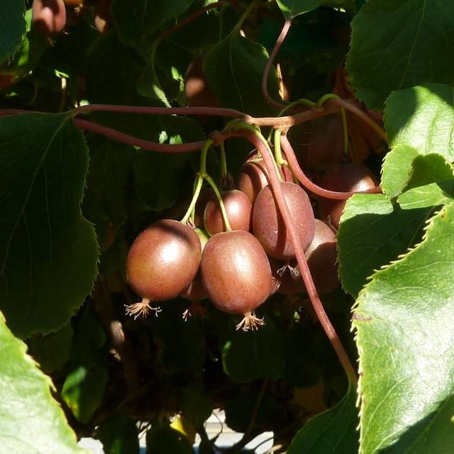 Kiwaï (Actinidia arguta) - Flickr - Wendy Cutler