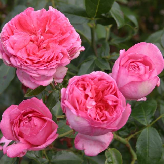 Rose de Molinard®