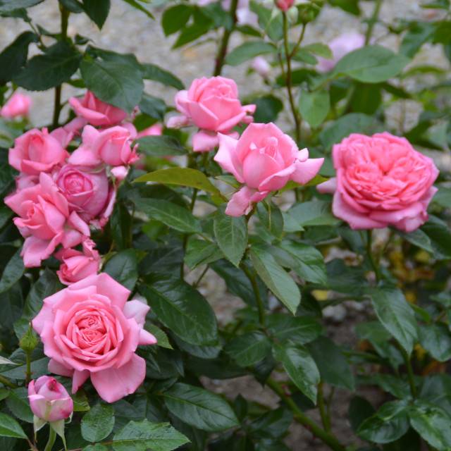 Rose de Molinard® - buisson