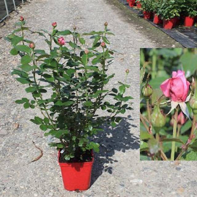 Rose de Molinard® - container 5L