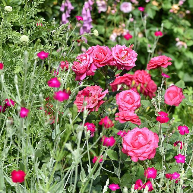 Rosier Crazy Pink Voluptia ©VERDIA S.JARRY