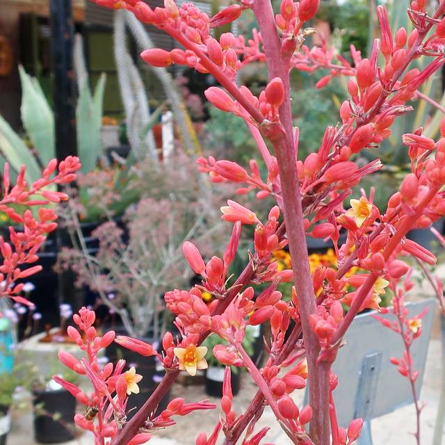 Hesperaloe Parviflora/Yucca Rouge/Conteneur De 3 à 4 Litres