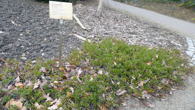 Arctostaphylos uva-ursi en couvre-sol