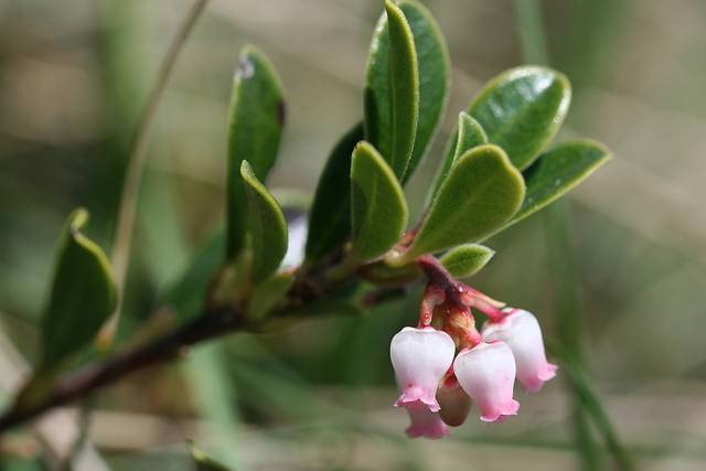 Floraison de la Busserole (Arctostaphylos uva-ursi)