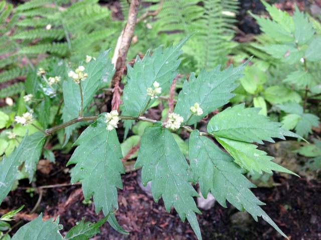 Elatostema umbellatum (floraison)