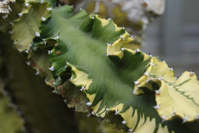 Euphorbe d'Abyssinie panachée (euphorbia abyssinica)