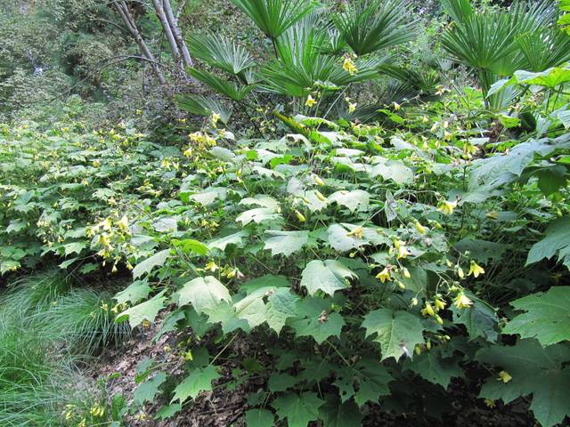 Fleur de cire, Kirengeshoma palmata