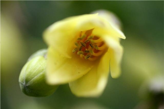 Fleur de cire (gros plan)