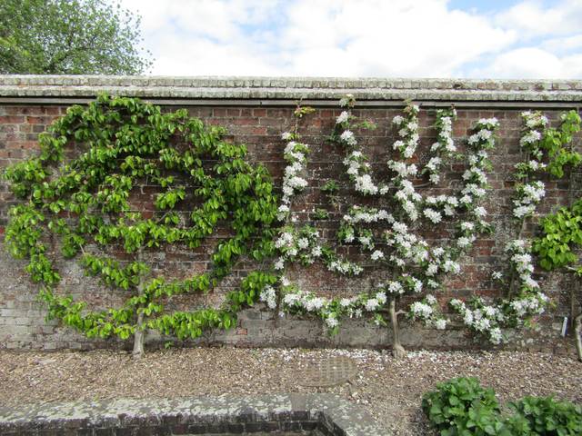 Fruitiers en espalier contre un mur
