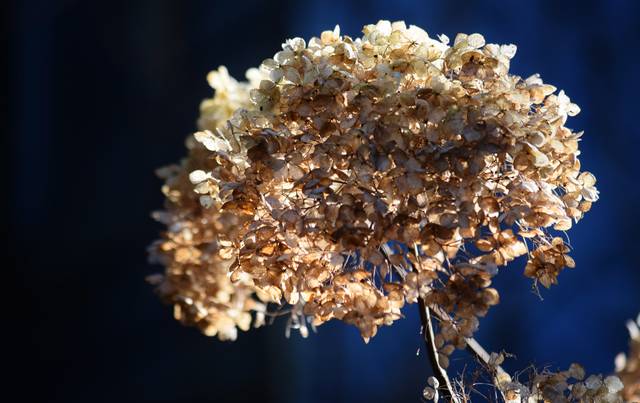 Hydrangea 'Annabelle' : fleurs en fin d'hiver