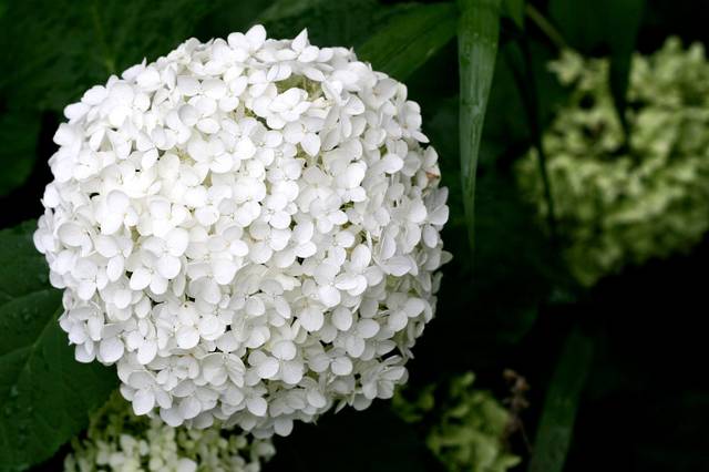 Inflorescence en pompon de l'hydrangea 'Annabelle'