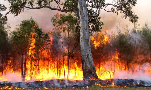 Incendie de forêt