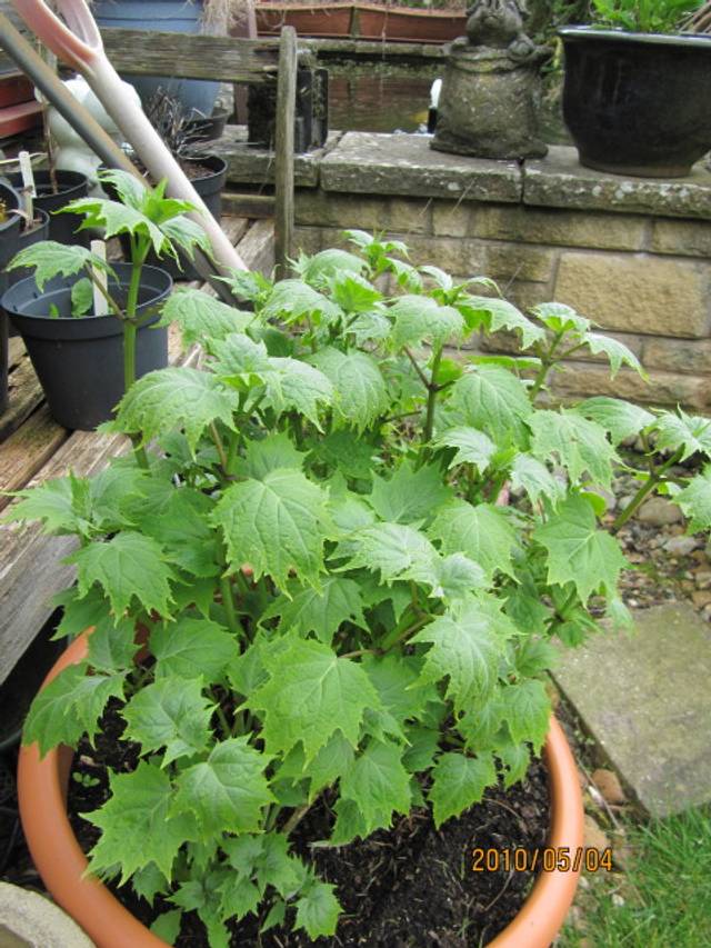 Kirengeshoma palmata (fleur de cire) en pot